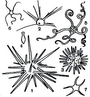  24.     .  : 1 - Acanthocidaris maculicollis; 2 - Salenocidaris miliaris; 3 - Arbacia spatuligera; 4 - Echinosigra paradoxa. : 5 - Astrochlamys bruneus; 6 - Ophiocoma delicata; 7 - Opliiura multispina