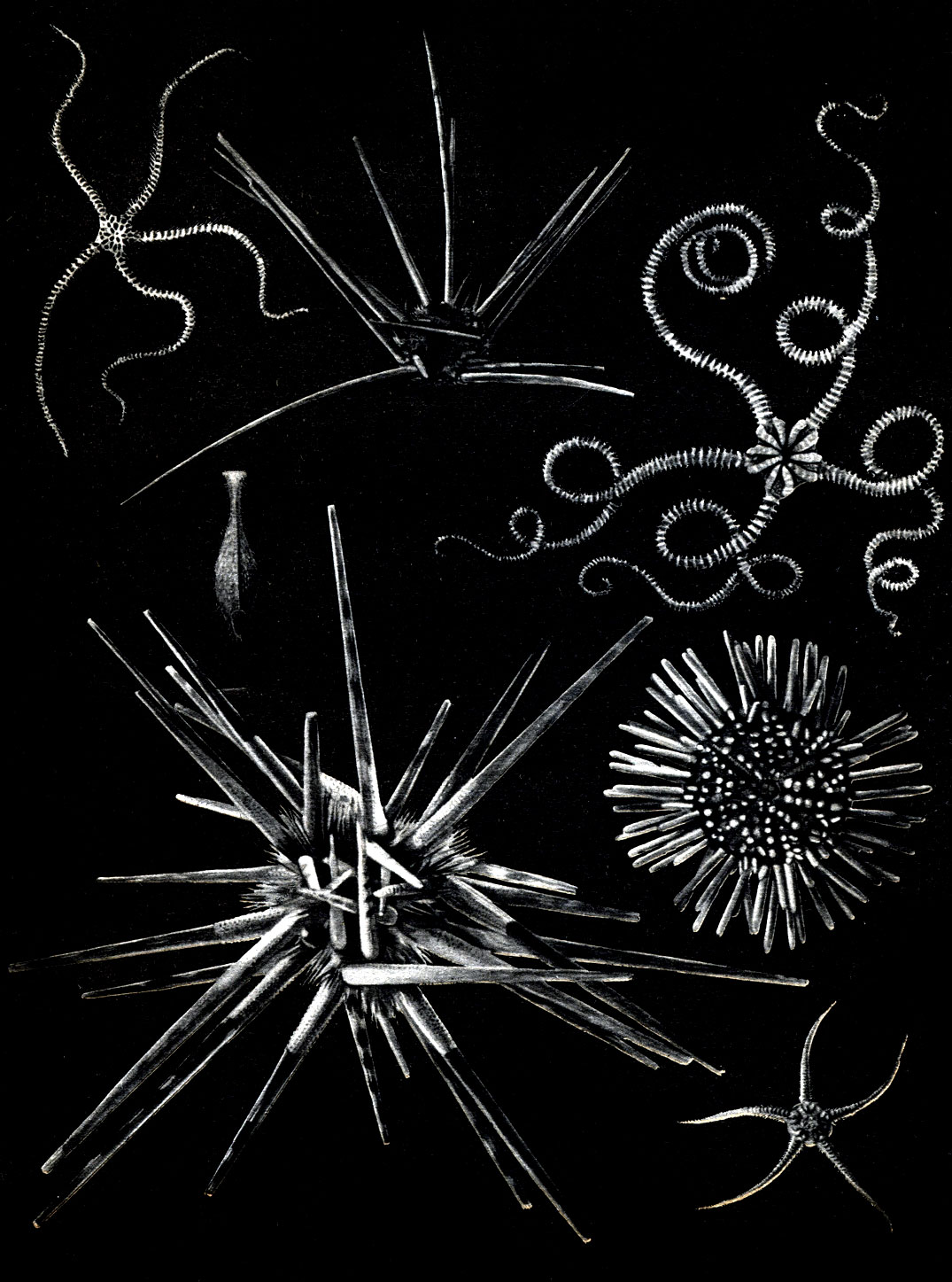  24.     .  : 1 - Acanthocidaris maculicollis; 2 - Salenocidaris miliaris; 3 - Arbacia spatuligera; 4 - Echinosigra paradoxa. : 5 - Astrochlamys bruneus; 6 - Ophiocoma delicata; 7 - Opliiura multispina