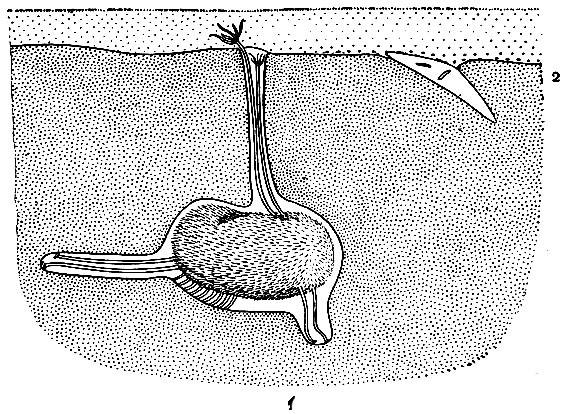 . 150.     : 1 - Echinocardium cordatum; 2 - Mellita longifissa