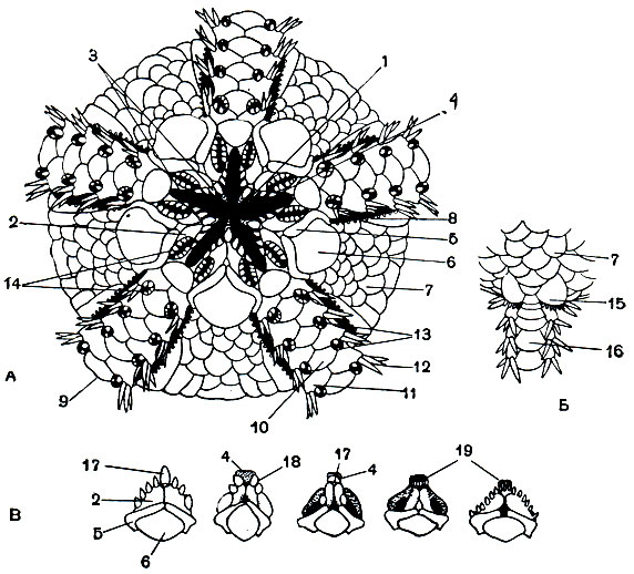 . 151.     .  -    : 1 - ; 2 - ; 3 -  ; 4 - ; 5 -  ; 6 -  ; 7 -  ; 8 -  ; 9 - ; 10 -   ; 11 -   ; 12 -  ; 13 -     ; 14 -  .  -       : 15 -  ; 16 -   .  -      ; 17 -   18 -   ; 19 -  
