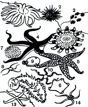  25.     .  : 1 - Pycnopodia heliantoides; 2 - Strongylocentrotus nudus; 3 - Crossaster papposus; 4 - Distolasterias nipon; 5 - Evasterias retifera; 6 - Patiria pectinifera. : 7 - Strongylocentrotus purpuratus; 8 - Amphiodia rossica; 9 - Psolus chitonoides.  : 10 - Ophiacantha bidentata; 11 - Brisaster townsendi; 12 - Stichopus japonicus. : 13 - Astrometis sertulifera; 14 - Amphiophiura ponderosa