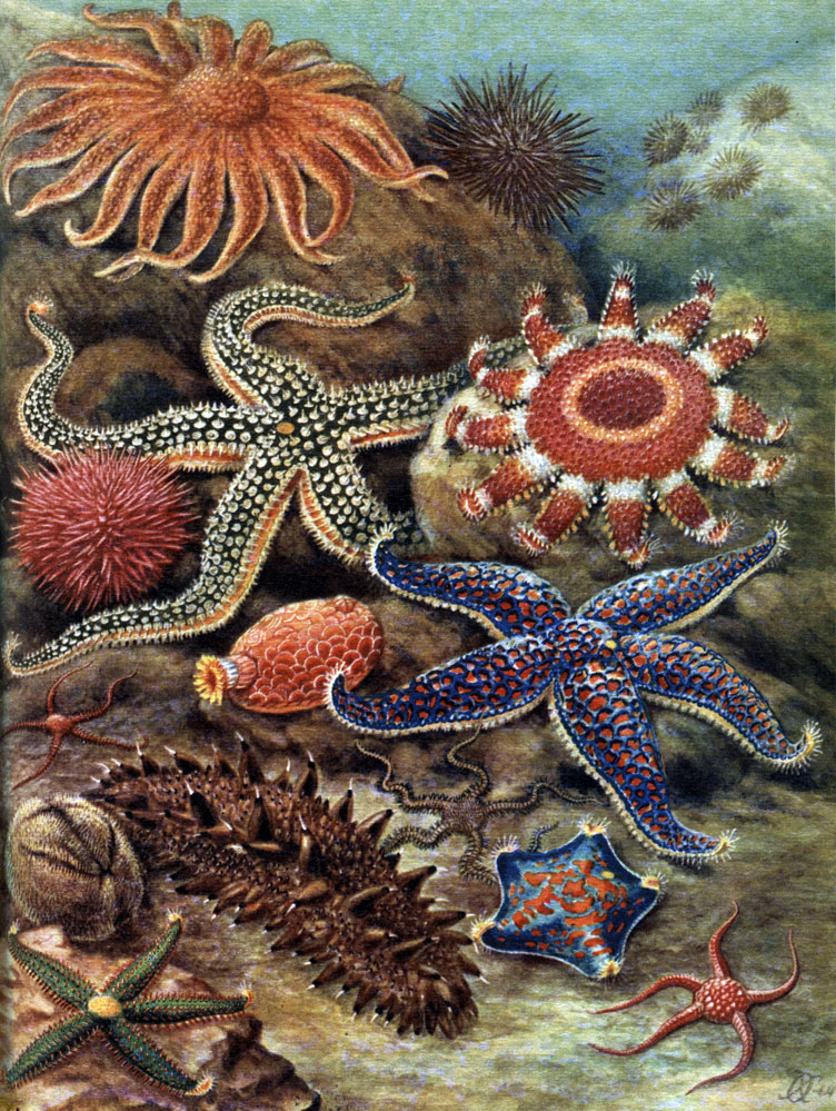  25.     .  : 1 - Pycnopodia heliantoides; 2 - Strongylocentrotus nudus; 3 - Crossaster papposus; 4 - Distolasterias nipon; 5 - Evasterias retifera; 6 - Patiria pectinifera. : 7 - Strongylocentrotus purpuratus; 8 - Amphiodia rossica; 9 - Psolus chitonoides.  : 10 - Ophiacantha bidentata; 11 - Brisaster townsendi; 12 - Stichopus japonicus. : 13 - Astrometis sertulifera; 14 - Amphiophiura ponderosa
