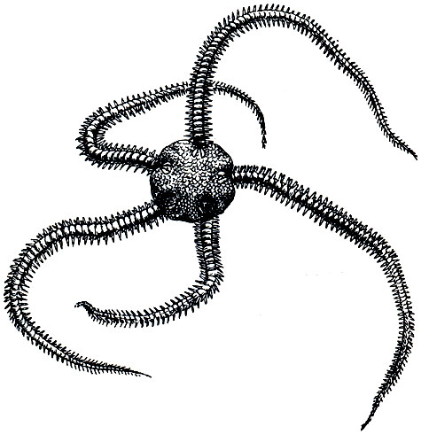 . 154. Amphiura antarctica   