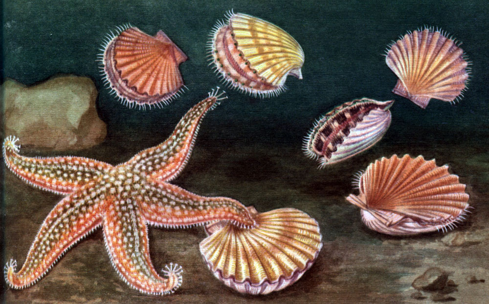  26.    (Asterias vulgaris)   (Pecten jacobeus)
