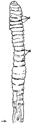 . 159.     Siboglinum caulleryi: 1 - ; 2 -   . ( .)