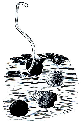 . 164.    Sclerolinum,    ,      . ( .)