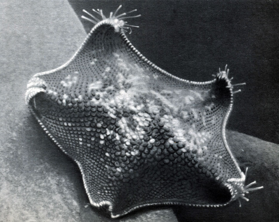  27.    .   Patiria pectinifera
