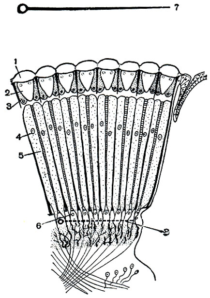 . 186.      : 1 -  ; 2 -  ; 3 -   ; 4 -   ; 5 - ; 6 -   ; 7 -  ; 8 -     