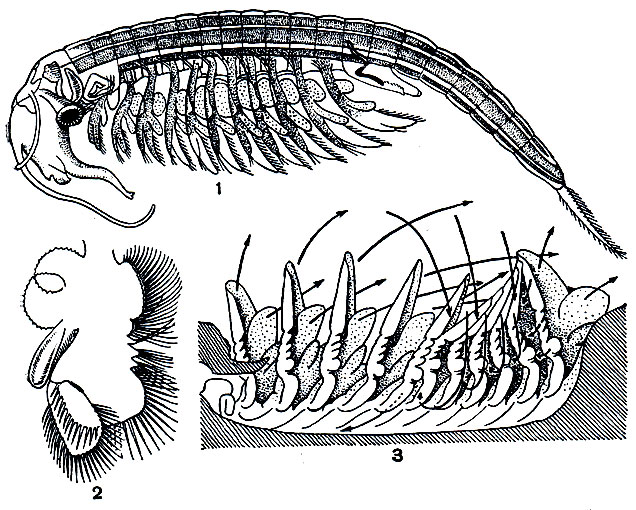 . 190. : 1 -   Branchipus stagnalis ; 2 -  ; 3 -    (   )