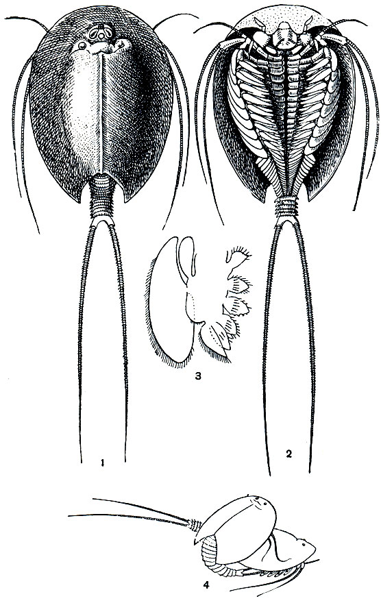 . 193.  (Triops cancriformis): 1, 2 -       ; 3 -  ; 4 -  