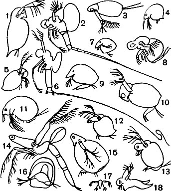  30.  : 1 - Daphnia pulex; 2 - Bythotrephes longimana; 3 - Diaphanosoma drachyurum; 	4 - Bosmina longirostris; 5 - Evadne nordmanni; 6 - Cercopagis soclalis; 7 - Chydorus sphaericus; 8 - Polyphemus pediculus; 9 - Camptocercus rectirostris; 10 - Sida crystalline; 11 - Macrothrix hirsuticornis; 12 - Ceriodaphnia reticulate; 13 - Moina rectirostris; 14 - Leptodora kindtii; 15 - Simocephalus vetulus; 16 - Holopedium gibberum; 17 -  Leptodora kindtii; 18 - Caspievadne maximovitchi