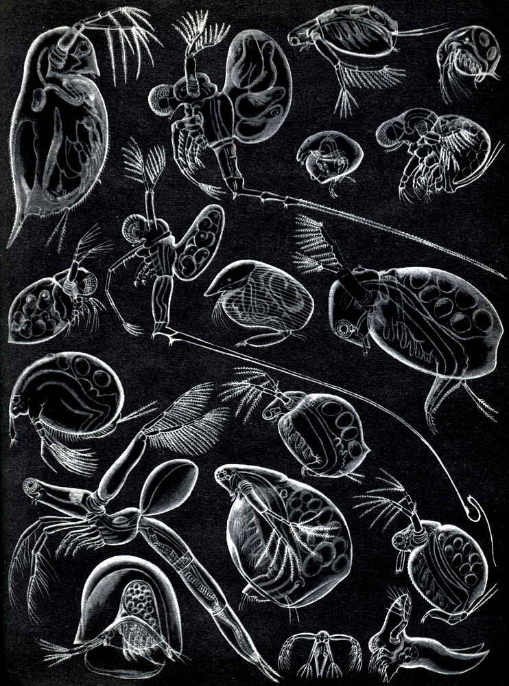  30.  : 1 - Daphnia pulex; 2 - Bythotrephes longimana; 3 - Diaphanosoma drachyurum; 	4 - Bosmina longirostris; 5 - Evadne nordmanni; 6 - Cercopagis soclalis; 7 - Chydorus sphaericus; 8 - Polyphemus pediculus; 9 - Camptocercus rectirostris; 10 - Sida crystalline; 11 - Macrothrix hirsuticornis; 12 - Ceriodaphnia reticulate; 13 - Moina rectirostris; 14 - Leptodora kindtii; 15 - Simocephalus vetulus; 16 - Holopedium gibberum; 17 -  Leptodora kindtii; 18 - Caspievadne maximovitchi