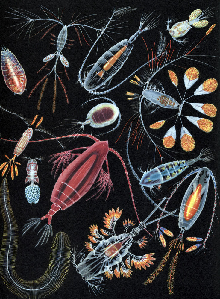  31.  : 1 - Sapphirina ovatolanceolata; 2 - Oithona plumifera; 3 - Galanus finmarchicus; 4 - Oncaea mediterranea; 5 - Phoenna spinifera; 6 - Galocalanus pavo; 7 - Sapphirina vorax; 8 - Corycaeus obtusus; 9 - Euchirella maxima; 10 - Pontella mediterranea; 11 - Copilia vitrea; 12 - Calanus plumchrus