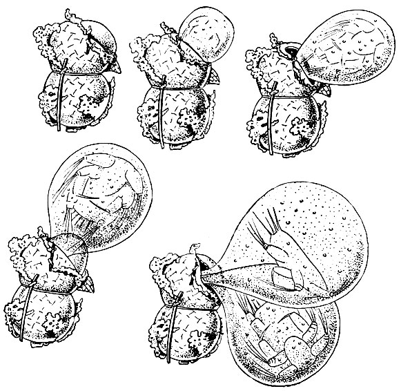 . 210.    Arcticocamptus arcticus  
