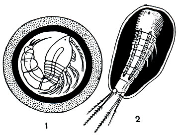 . 211.  : 1 - Canthocamptus staphylinus; 2 - Attheyella wulmeri