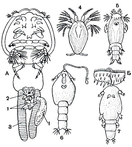 . 215.  :  - Lepeophtheirus   - Udonella (1)  Conidophrys (2); 3 -   ;  -   Caligus: 4 - , 5 -  , 6 - , 7 - 