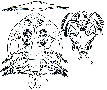 . 217. : 1, 2 - Argulus foliaceus,   (1)   (2); 3 -      Argulus japonicus