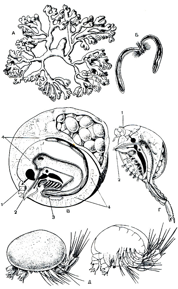 . 220.     : ,  -    Dendrogaster dichotomus; ,  -    Ascothorax;  -   Ascothorax,     ; 1 -  ; 2 -  ; 3 -  ; 4 -  