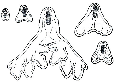 . 221.   Dendrogaster. .    (  )