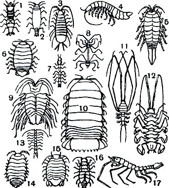  33.  ,  : 1, 2 - Gnathia dentate,   ; 3 - Asellus aquaticus; 4 - Neophreatoicus assimilis; 5 - Mesidotea entomon; 6 - Aega psora; 7 - Cyathura carinata; 8 - Haplomesus insignis orientalis; 9 - Serolis sp.; 10 - Bathunomus giganteus; 11 - Munnopsis typica; 12 - Storthyngura herculean; 13 - Microcharon sp.; 14 - Porcellio scaber; 15 - Sphaeroma serratum; 16 - Hemilepistus cristatus; 17 - Antareturus ultraabyssalis