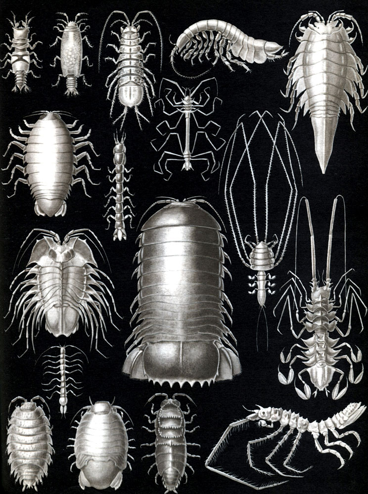 33.  ,  : 1, 2 - Gnathia dentate,   ; 3 - Asellus aquaticus; 4 - Neophreatoicus assimilis; 5 - Mesidotea entomon; 6 - Aega psora; 7 - Cyathura carinata; 8 - Haplomesus insignis orientalis; 9 - Serolis sp.; 10 - Bathunomus giganteus; 11 - Munnopsis typica; 12 - Storthyngura herculean; 13 - Microcharon sp.; 14 - Porcellio scaber; 15 - Sphaeroma serratum; 16 - Hemilepistus cristatus; 17 - Antareturus ultraabyssalis
