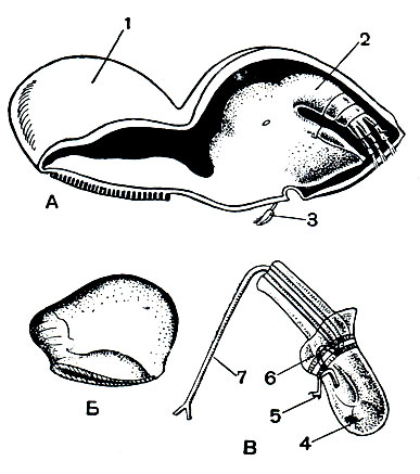 . 224.  Tripetosa lampos:  -     ;  -  ,         ;  -    ; 1 -   ; 2 -    ; 3 - ; 4 - ; 5 -  ; 6 -  ; 7 - 