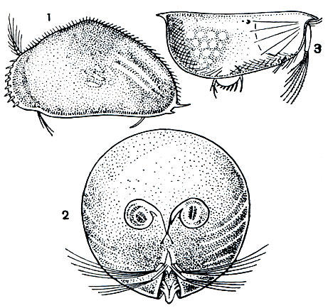 . 226.  : 1 - Cypris pubera; 2 - Gigantocypris; 3 - Conchoecia elegans