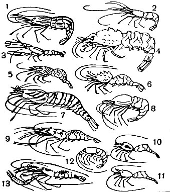  35. : 1 - Pandalus latirostris; 2 - Palaemon elegans; 3 - Alpheus brevicristata; 4 - Sclerocrangon salebrosa; 5 - Lebbeus sp.; 6 - Hetairus groenlandicus; 7 - Penacus japonicus; 8 - Hotostomus sp.; 9 - Macrobrachium sp.; 10, 11 - Hippolyte varians,  ; 12 - Troglocaris anophthalmus; 13 - Stenopus hispidus