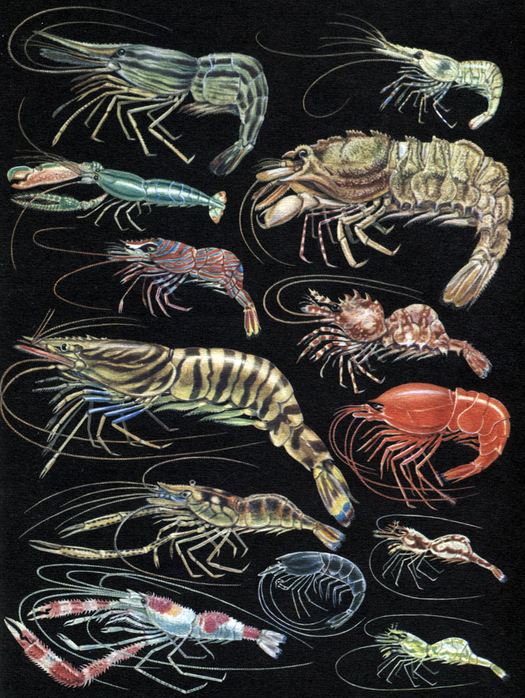  35. : 1 - Pandalus latirostris; 2 - Palaemon elegans; 3 - Alpheus brevicristata; 4 - Sclerocrangon salebrosa; 5 - Lebbeus sp.; 6 - Hetairus groenlandicus; 7 - Penacus japonicus; 8 - Hotostomus sp.; 9 - Macrobrachium sp.; 10, 11 - Hippolyte varians,  ; 12 - Troglocaris anophthalmus; 13 - Stenopus hispidus