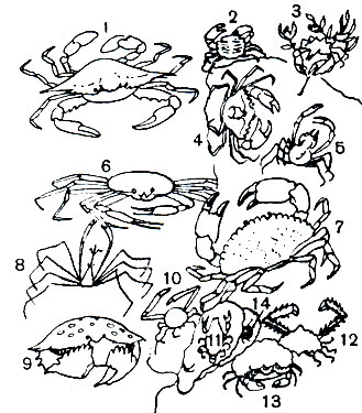  36. : 1 - Callinectes sapidus; 2 - Pachygrapsus marmoratus; 3 - Pugettia quadrifrons; 4 - Carcinus maenas; 5 - Hyas coarctatus; 6 - Ghionoecetes opilio; 7 - Cancer pagurus; 8 - Maja squinado;	 9 - Galappa sp.; 10 - Randallia eburnea; 11 - Lyreidus tridentatus; 12 - Lambrus validus; 13 - Dromia vulgaris; 14 - Pinnoteres boninensis
