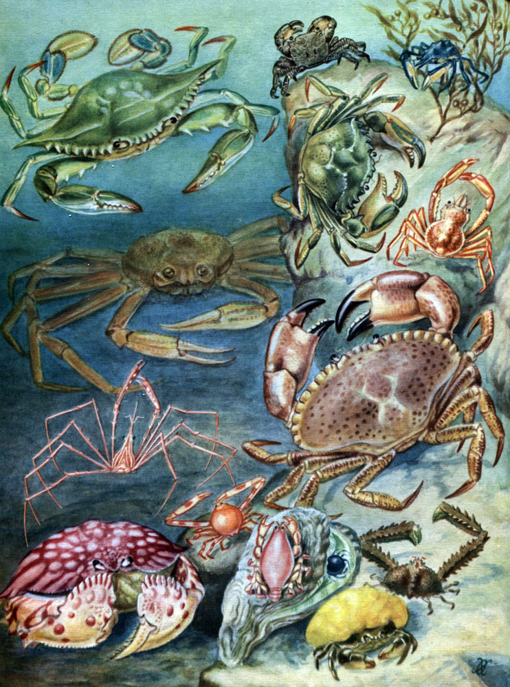  36. : 1 - Callinectes sapidus; 2 - Pachygrapsus marmoratus; 3 - Pugettia quadrifrons; 4 - Carcinus maenas; 5 - Hyas coarctatus; 6 - Ghionoecetes opilio; 7 - Cancer pagurus; 8 - Maja squinado;	 9 - Galappa sp.; 10 - Randallia eburnea; 11 - Lyreidus tridentatus; 12 - Lambrus validus; 13 - Dromia vulgaris; 14 - Pinnoteres boninensis
