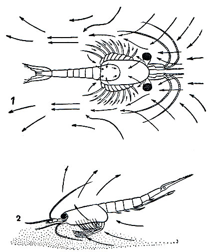 . 234.  ,  Hemimysis lamornae: 1 -  ; 2 -    