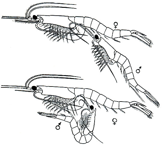 . 235.  Praunus flexuosus