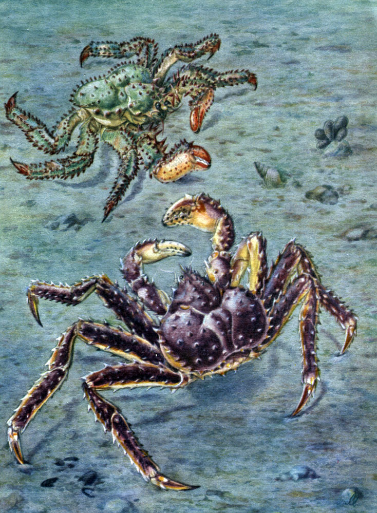  37.   (Paralithodes camtschatica)    