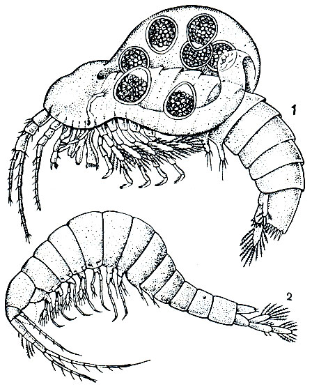 . 243. : 1 - Thermosbaena mirabilis,   ; 2 - Monodella stygicola