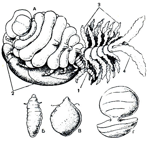 . 247.  :  - Cancricepon elegans,        (1); , ,  - Liriopsis,    (, )     (); 2 -  ; 3 - ; 4 - 