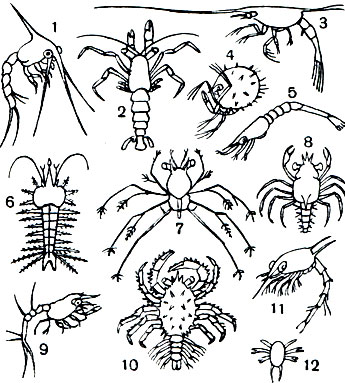  39.   : 1 -   Rhithropanopeus; 2 -  Pagurus bernhardus; 3 -  Porcellana longicornis; 4 -  Eryonidae; 5 -  Palaemon longirostris; 6 -   Sergestes eornutus; 7 -   Panulirus inflatus; 8 -   Hyas araneus; 9 -   Nephrops norvegicus; 10, 11 -      (Paralithodes camtschatica); 12 -  Trachypenaeus constrictus