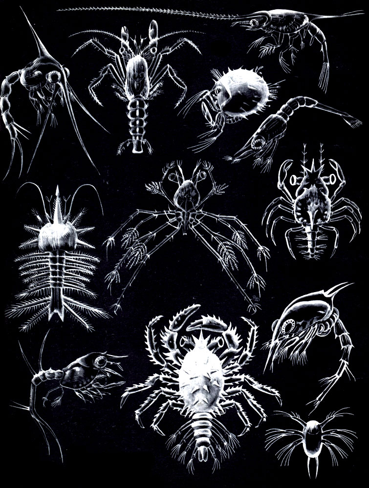  39.   : 1 -   Rhithropanopeus; 2 -  Pagurus bernhardus; 3 -  Porcellana longicornis; 4 -  Eryonidae; 5 -  Palaemon longirostris; 6 -   Sergestes eornutus; 7 -   Panulirus inflatus; 8 -   Hyas araneus; 9 -   Nephrops norvegicus; 10, 11 -      (Paralithodes camtschatica); 12 -  Trachypenaeus constrictus