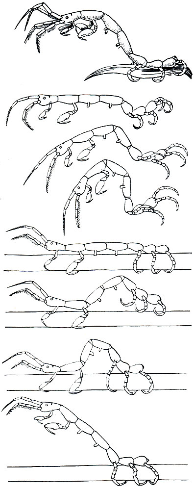 . 254.  Caprella