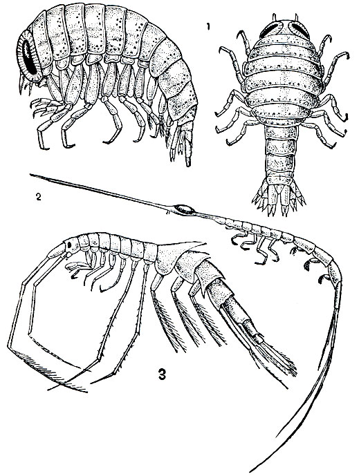 . 255.  : 1 - Hyperia galba (  ); 2 - Rhabdonectes armatus; 3 - Macrohectopus branickii