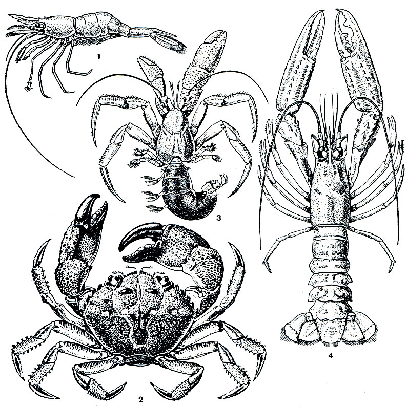 . 262.   : 1 -  Pandalus borealis; 2 -  Eriphia verrucosa; 3 - - Pagurus bernhardus; 4 -   Nephrops norvegicus