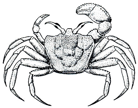 . 265. - Ocypode rotundata