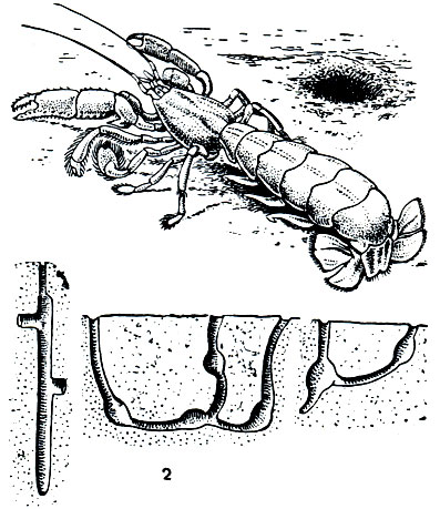 . 268. - Callianassa   : 1 - Callianassa tyrrhena; 2 -  Callianassa