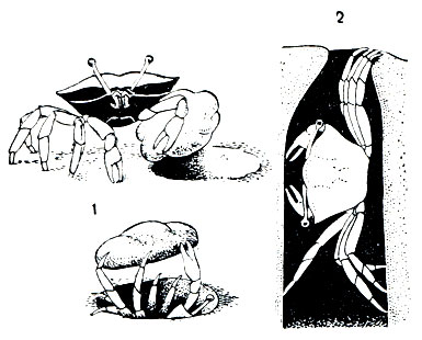 . 269.   Uca,     {1)     (2)