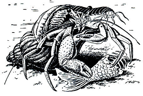 . 277.  - Pagurus ochotensis   Nereis cyclurus