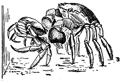 . 279. ' '    Eriocheir sinensis
