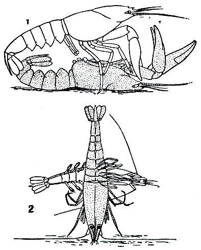 . 280.  : 1 -    Cambarus affinis; 2 -  Sicyonia carinata ( )