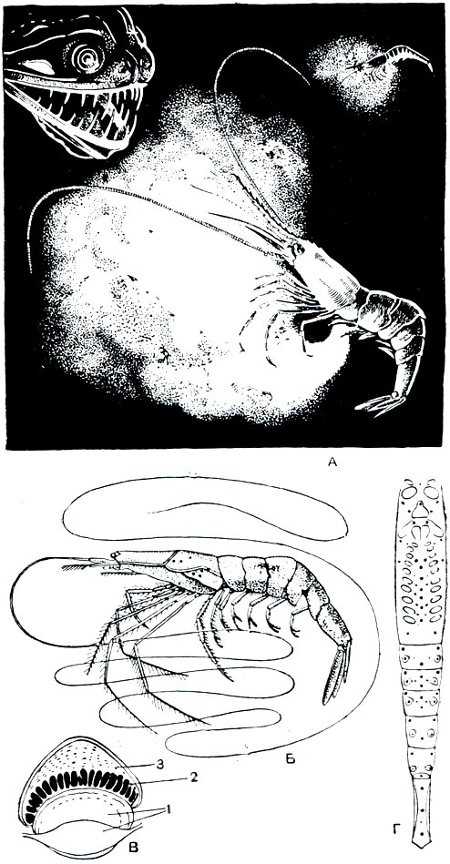 . 283.   :  - Systellaspis,   ;  - Sergestes corniculum;  -  Sergestes;  -      ; 1 - ; 2 -  ; 3 - 