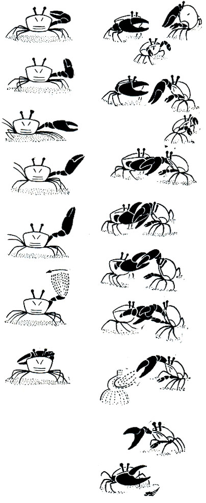 . 284.   : -   Uca annulipes; -    Uca marionis -  (      16   )