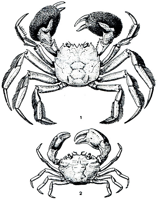 . 285. -: 1 -    Eriocheir sinensis, 2 - Rhithropanopeus harrisi